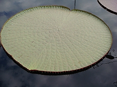 277 Longwood Gardens [2008 August 23]